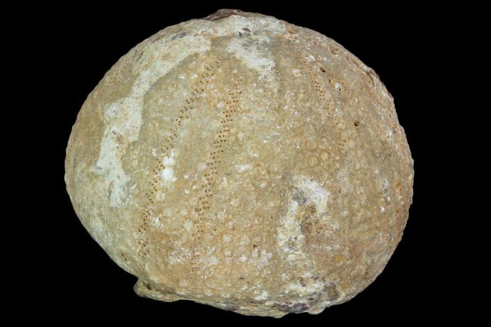 Fossil Sea Urchin (Psephecinus) - Morocco #104526